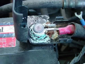 Jamur Aki : Begini 4 Cara Membersihkan